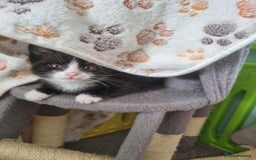 Mixed Breed cats for sale: Kittens - Image 15