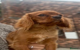 Cavalier King Charles Spaniel dogs for sale: Meet Charlie  - Image 1