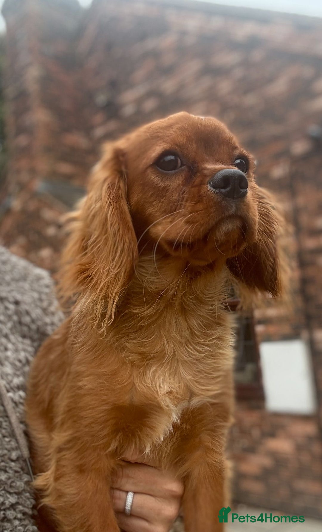 Cavalier King Charles Spaniel dogs for sale: Meet Charlie  - Image 1