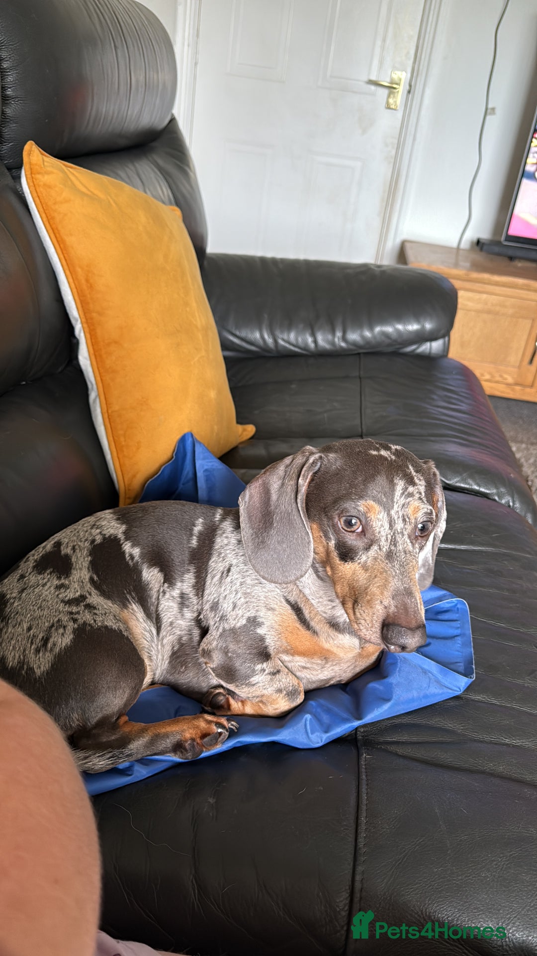 Miniature Dachshund dogs for stud: **FOR STUD Beautiful Blue & Tan Dapple - Image 3