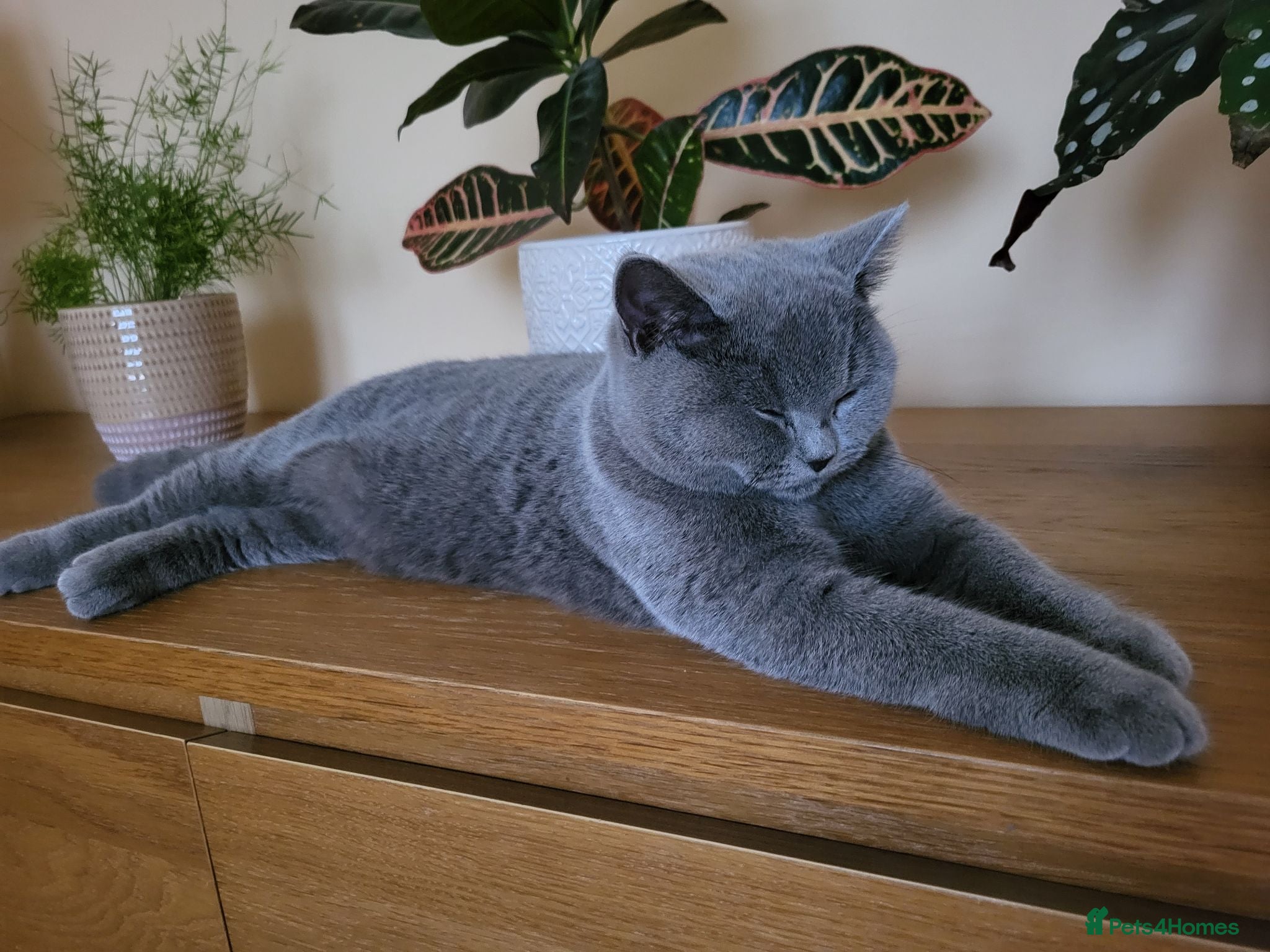 British Shorthair cats GCCF Blue British Shorthair Champion Bloodline - Advert 1