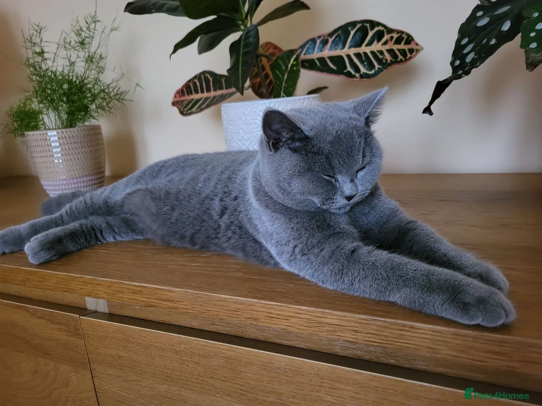 British Shorthair cats for sale: GCCF British Shorthair Champion Bloodline - Advert 1
