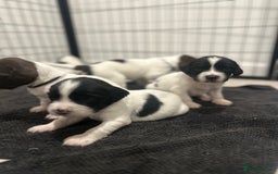 English Springer Spaniel dogs for sale: 2 GIRLS LEFT - English Springer Spaniel Puppies - Image 3