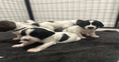 English Springer Spaniel dogs - Advert 1