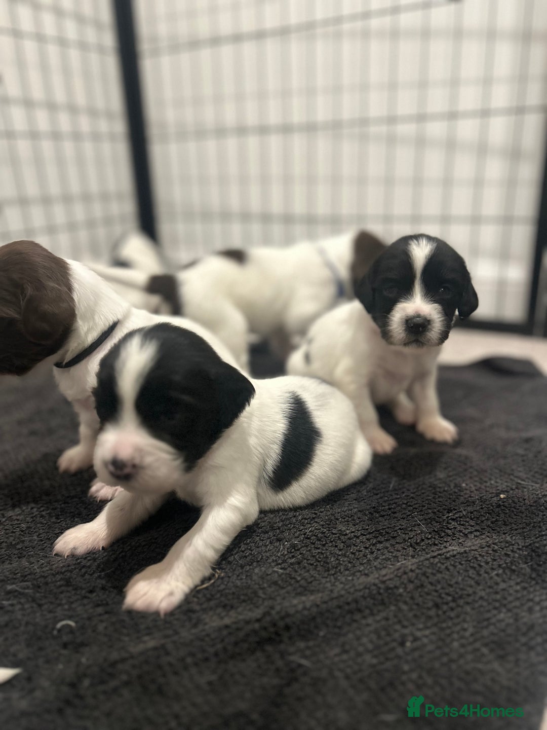 English Springer Spaniel dogs for sale: 2 GIRLS LEFT - English Springer Spaniel Puppies - Image 3