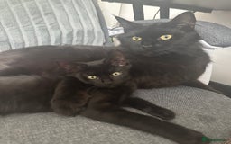 Maine Coon cats for sale: Kitten Maine Coons need rehoming asap in Port Talbot - Image 9