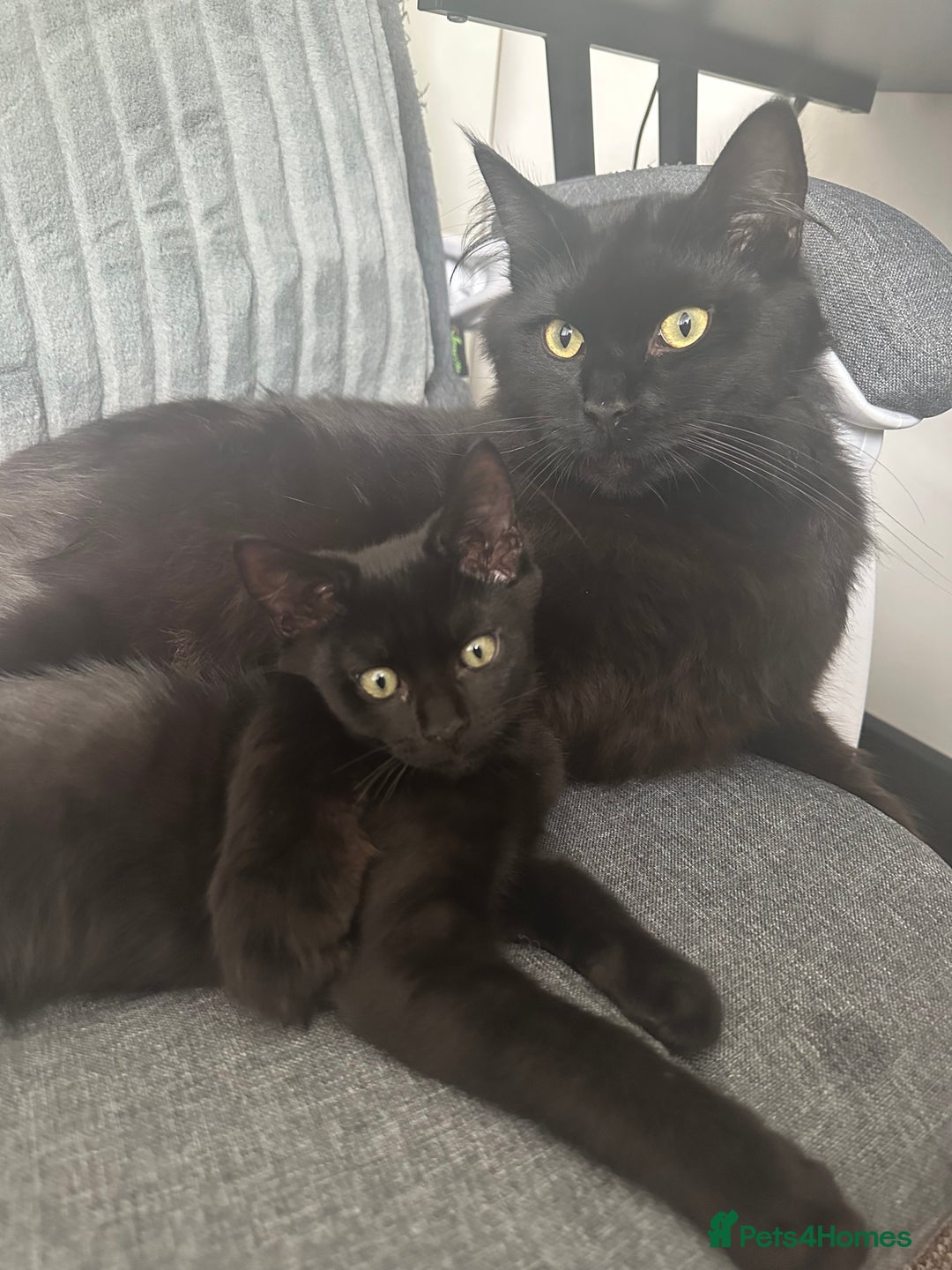 Maine Coon cats for sale: Kitten Maine Coons need rehoming asap in Port Talbot - Image 9