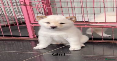 Japanese Shiba Inu dogs - Advert 14