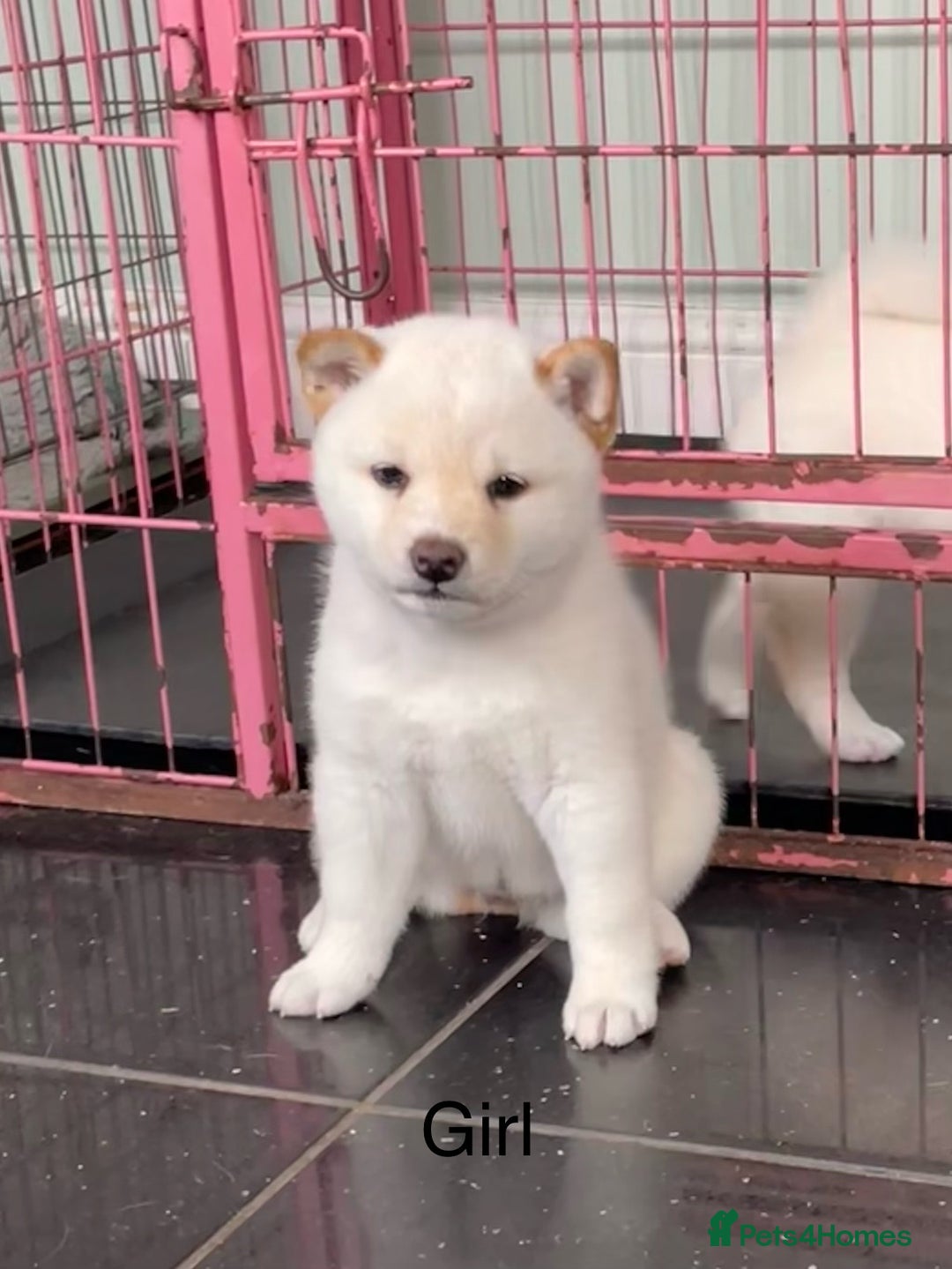 Japanese Shiba Inu dogs for sale: Health Tested Japanese Shiba Inu Puppies - Image 3