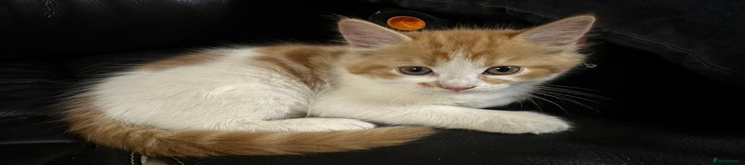 Mixed Breed Kitten 3