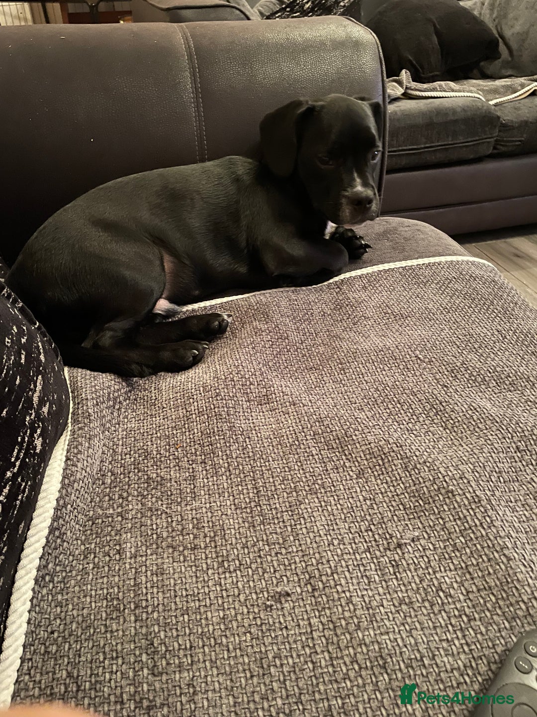 Mixed Breed dogs for sale: Ronnie and Reggie  - Advert 16