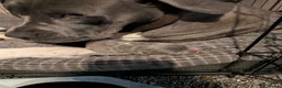 Cane Corso dogs for sale: 8 Beautiful Cane Corso Pups - Advert 4