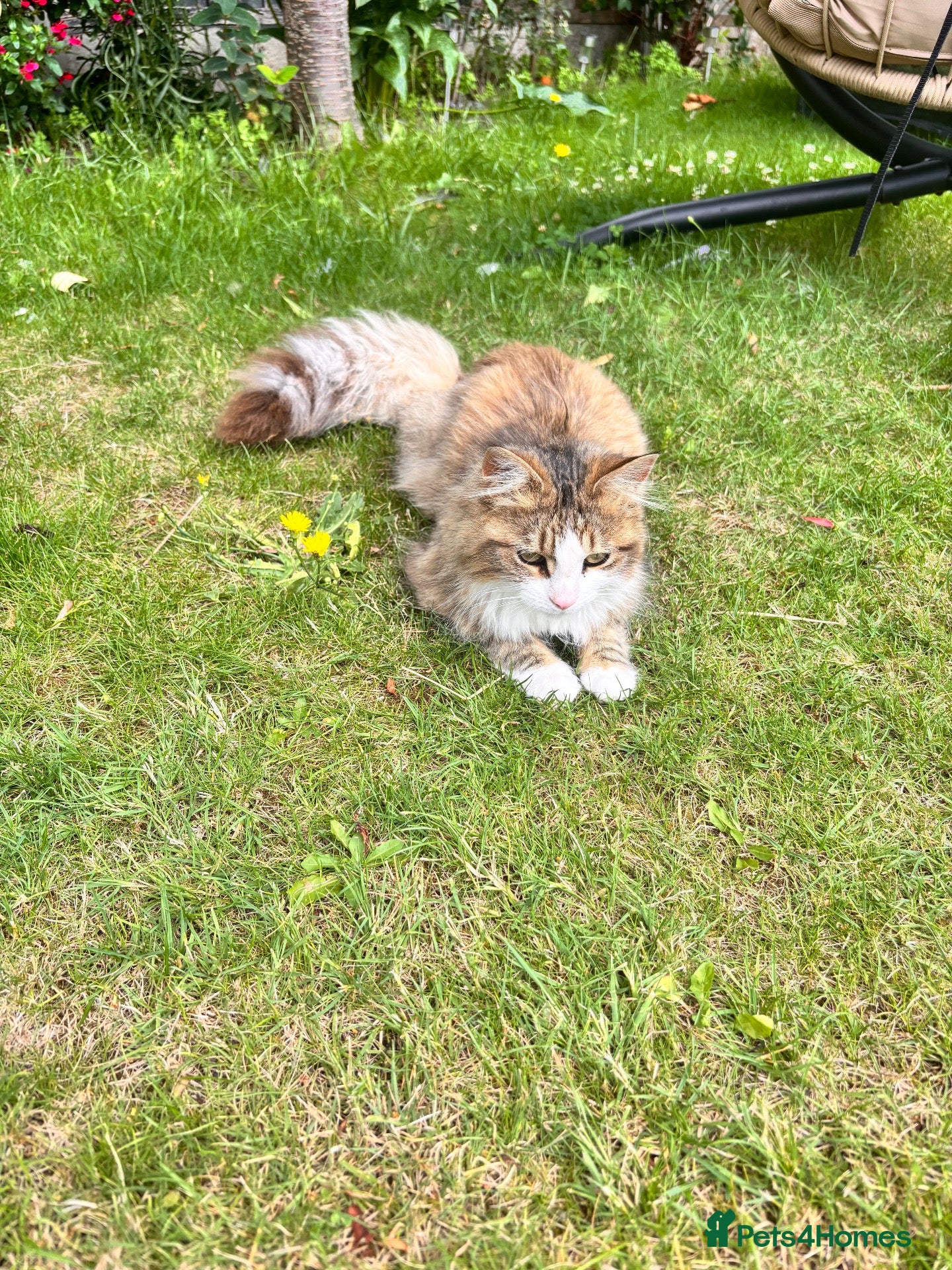 Maine Coon cats 1 year old MaineCoon Female + stuff - Advert 3