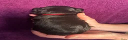 French Bulldog dogs for sale: Fluffy French bulldog puppies - Advert 15