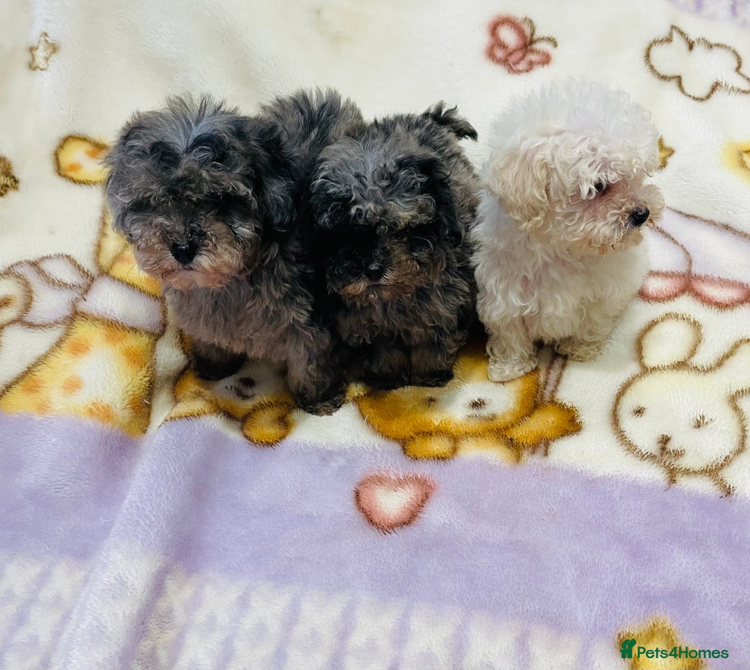 Cavapoo dogs for sale: F1b teddy bear Cavapoo puppies - Advert 14