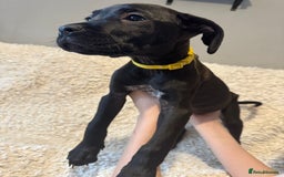 Cane Corso dogs for sale: Beautiful Litter Of Cane Corso Puppys - Image 22