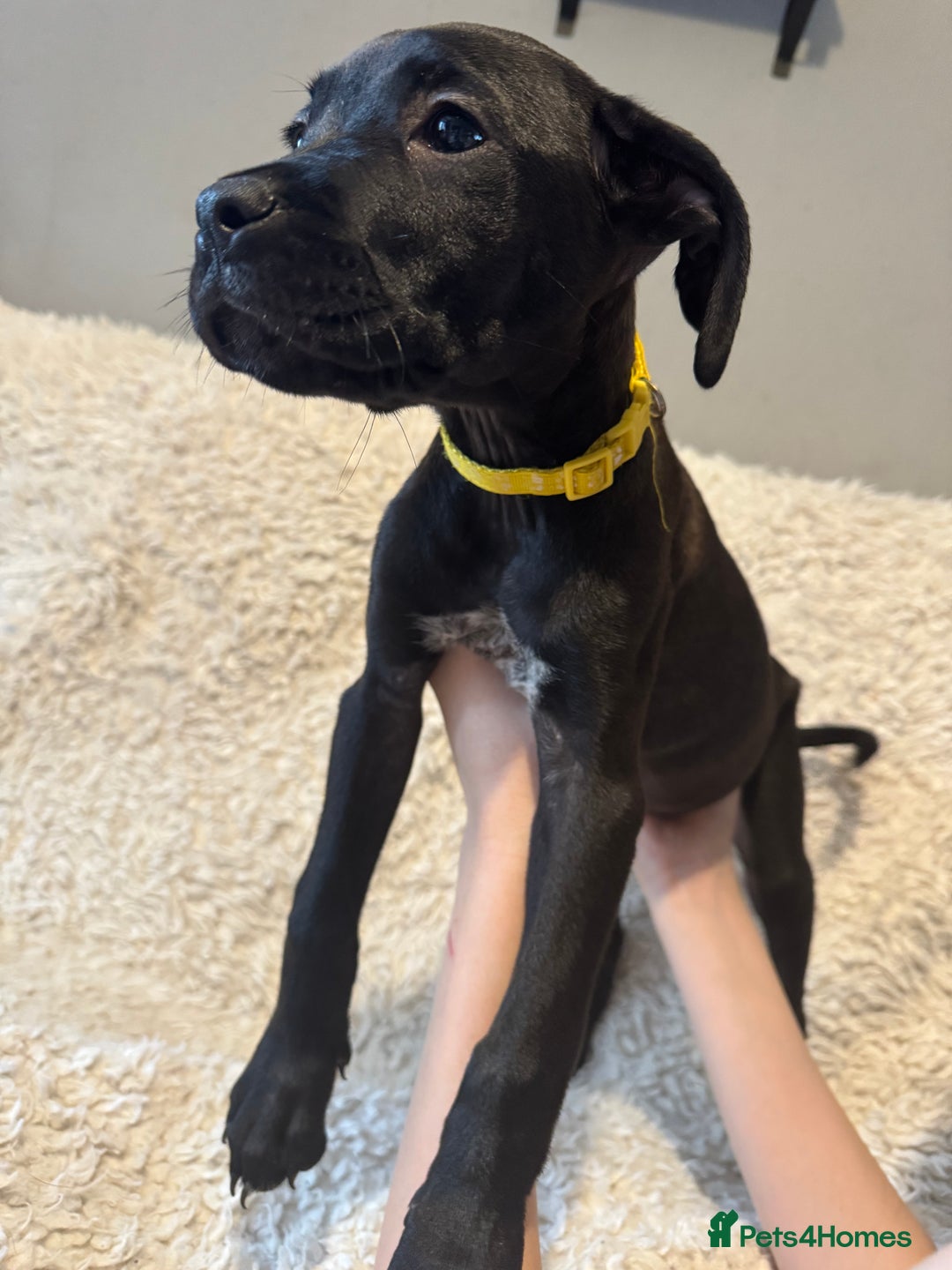 Cane Corso dogs for sale: Beautiful Litter Of Cane Corso Puppys - Image 22