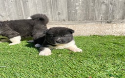 Akita dogs for sale: American Akita Puppys for sale  - Image 25