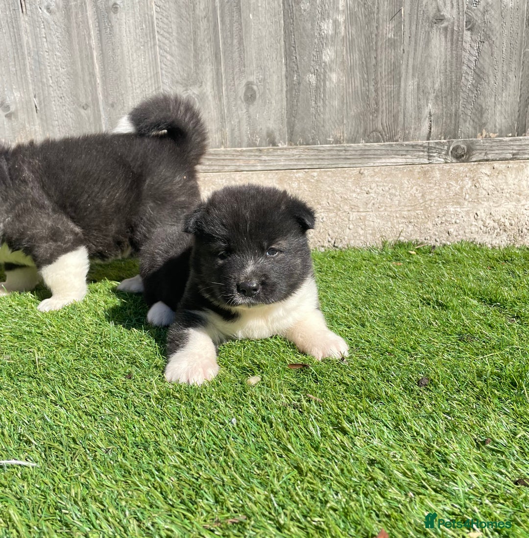 Akita dogs for sale: American Akita Puppys for sale  - Image 25