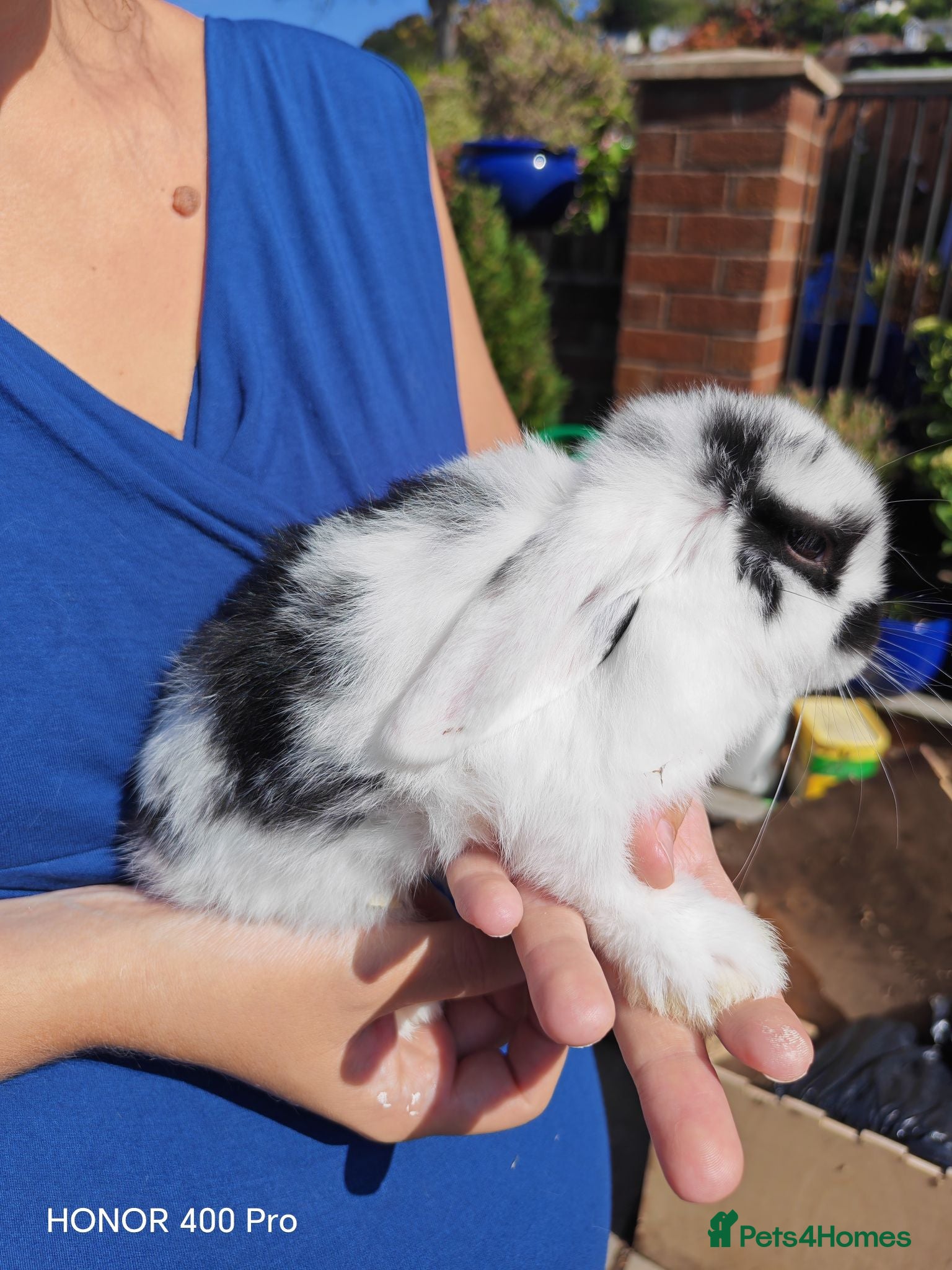 Mini Lop rabbits Pure Bred Mini Lop - Advert 6