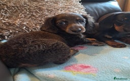 Miniature Dachshund dogs for sale: Minature dachshunds  in Stoke-on-Trent - Image 5