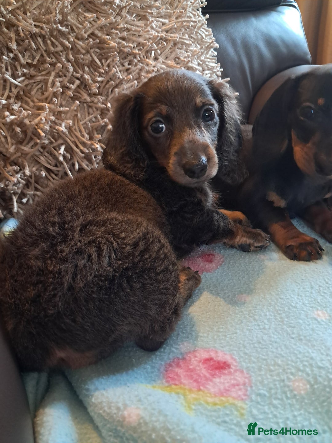 Miniature Dachshund dogs for sale: Minature dachshunds  in Stoke-on-Trent - Image 5