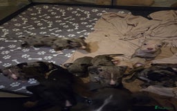 Mixed Breed dogs for sale: Puppies - Image 3