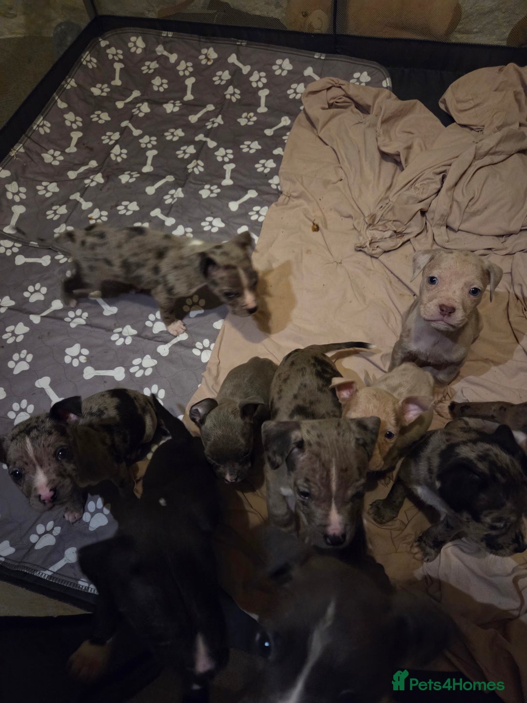 Mixed Breed dogs for sale: Puppies - Image 3