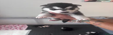 Siberian Husky 5
