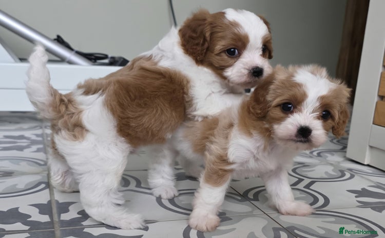 Cavapoo dogs - Advert 9