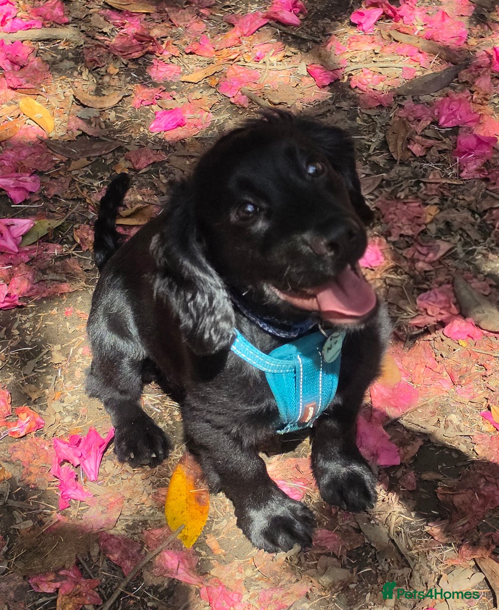 Cocker Spaniel dogs 8 month old cocker spaniel dog for sale - Advert 1