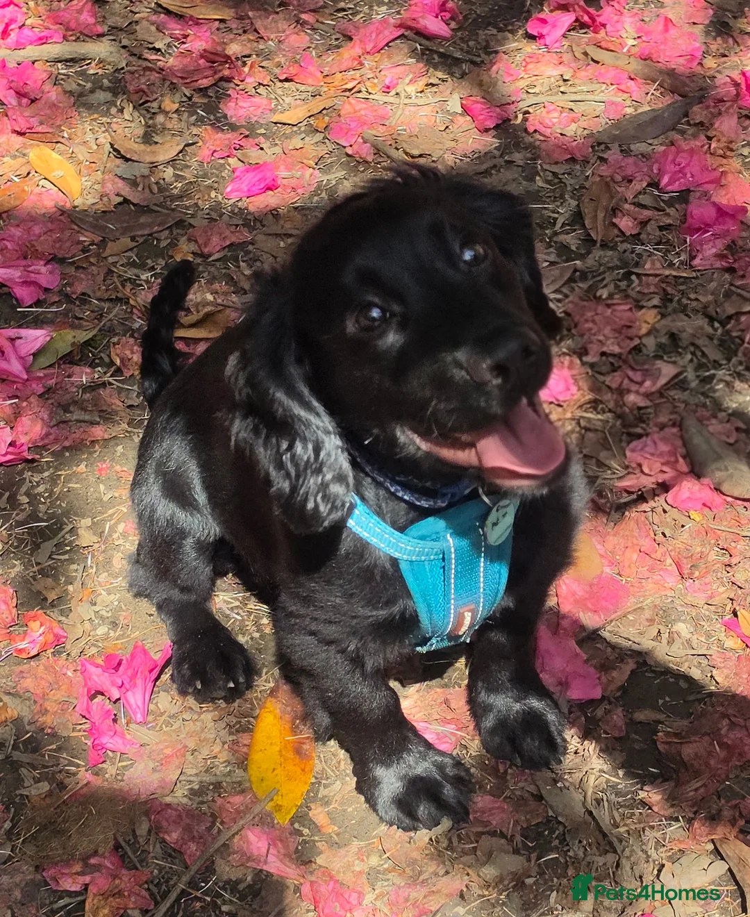 Cocker Spaniel dogs for sale: 8 month old cocker spaniel dog for sale - Advert 1