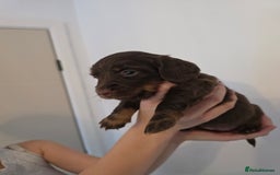 Miniature Dachshund dogs for sale: Kc Reg Long Haired Miniture Dachshund Puppies - Image 37