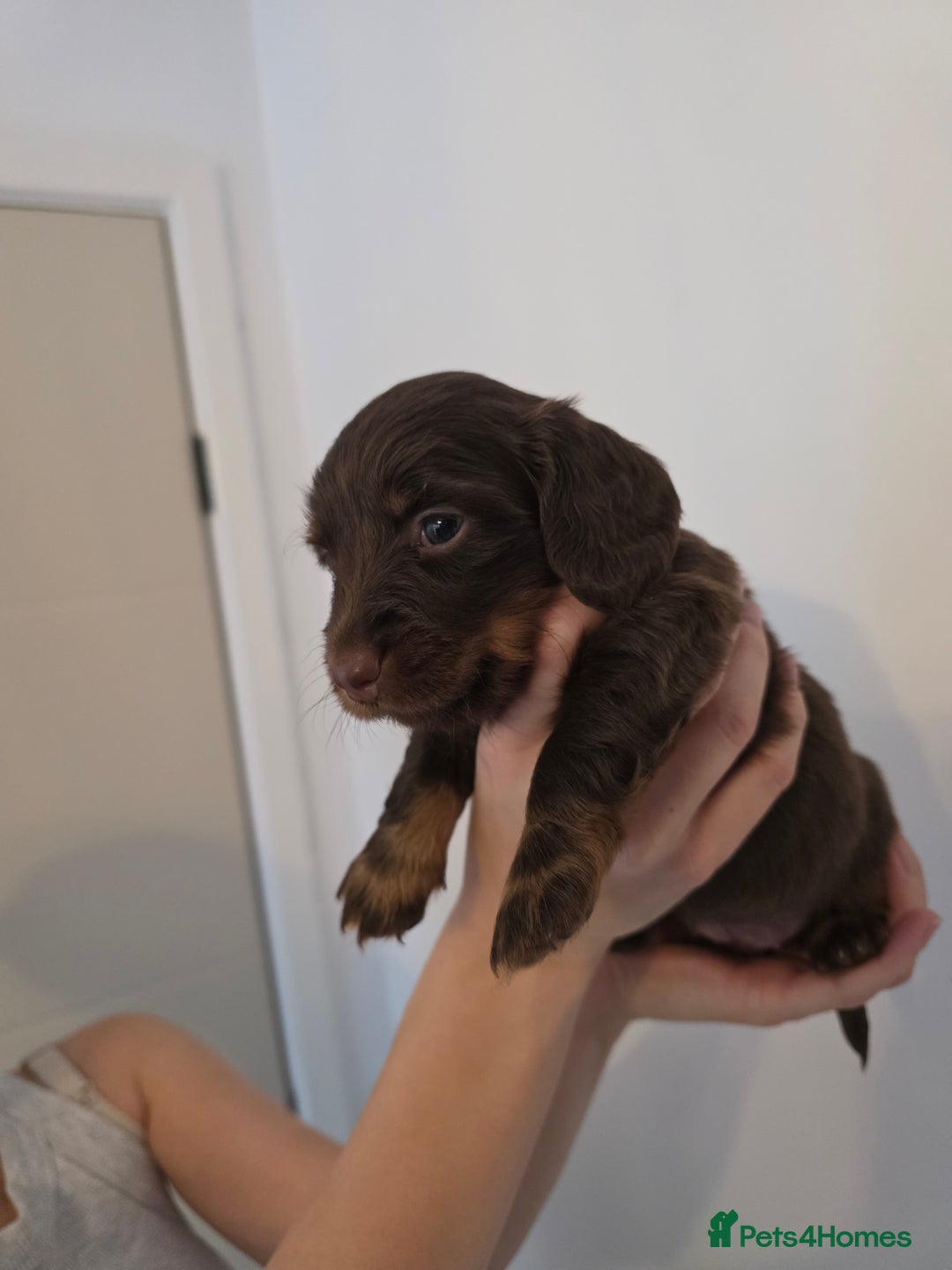 Miniature Dachshund dogs for sale: Kc Reg Long Haired Miniture Dachshund Puppies - Image 37