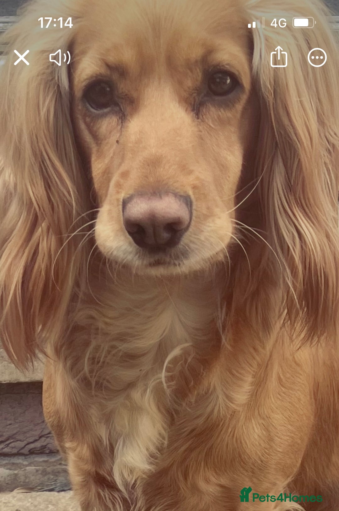 Cocker Spaniel dogs for sale: Ready now!!! Beautiful working cocker spaniels - Advert 9