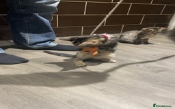 Mixed Breed cats for sale: 4 stunning tabby kittens - Image 21