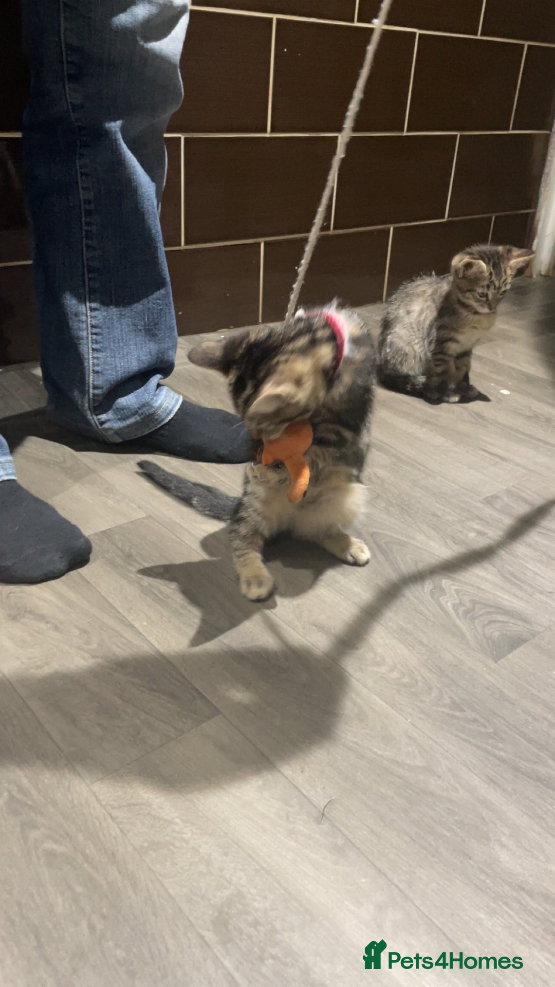 Mixed Breed cats for sale: 4 stunning tabby kittens - Image 21