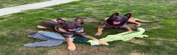 Belgian Shepherd Dog dogs for sale: *Urgent* 1 year old belgian malinois to be rehomed - Advert 4