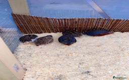 Quail poultry for sale: Chinese painted quail  - Image 6