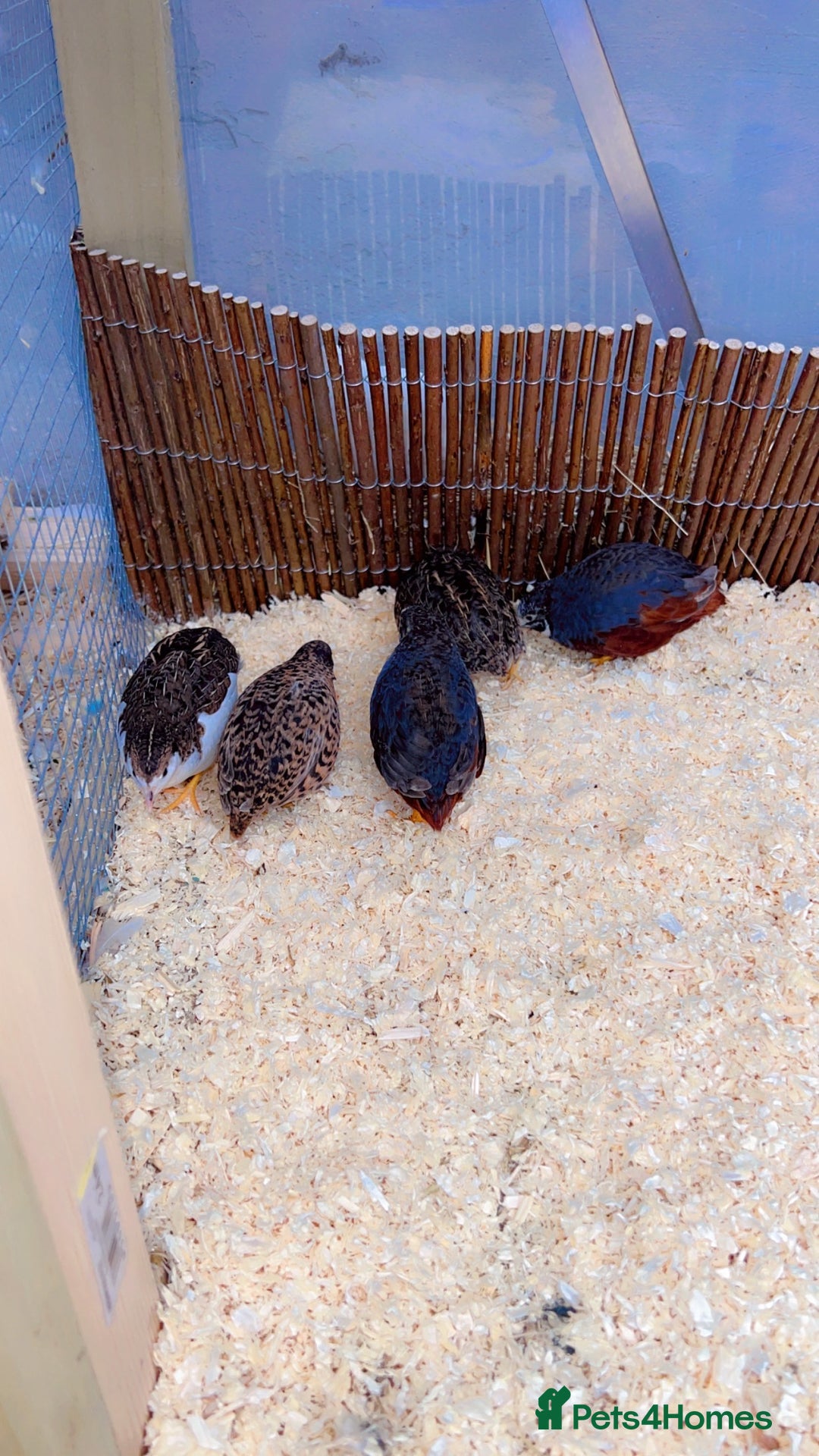 Quail poultry for sale: Chinese painted quail  - Image 6