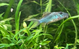 Corys fish for sale: Emerald Cory Splendens 1 male+1 female size 6 cm.  - Image 8