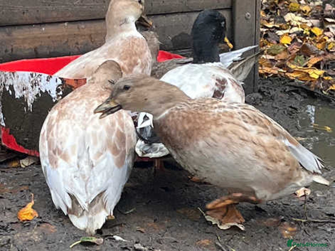 Ducks poultry for sale: Ducklings (cayuga,khaki Campbell,Magpie,call) - Advert 4