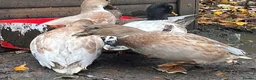 Ducks poultry for sale: Ducklings (cayuga,khaki Campbell,Magpie,call) - Advert 4