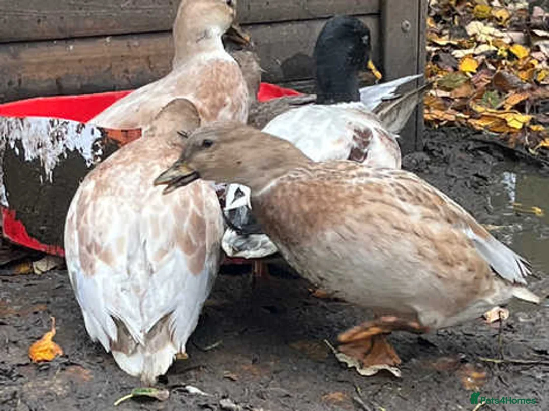 Ducks poultry for sale: Ducklings (cayuga,khaki Campbell,Magpie,call) - Advert 4
