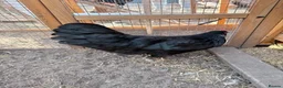 Chickens poultry for sale: Orpingtons/ hybrids/ wyandotte/leg bars & cockeral in Rhyl - Advert 9