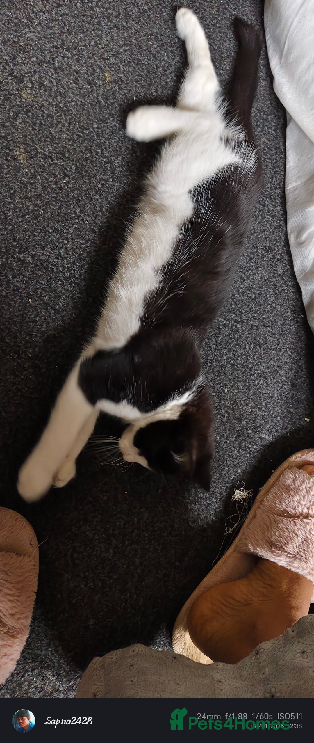 Mixed Breed cats for sale: Kitten for sale - Image 2