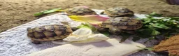 Tortoise reptiles for sale: Mediterranean spur thigh tortoises - hatchlings  - Advert 6
