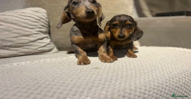 Miniature Dachshund dogs - Advert 11