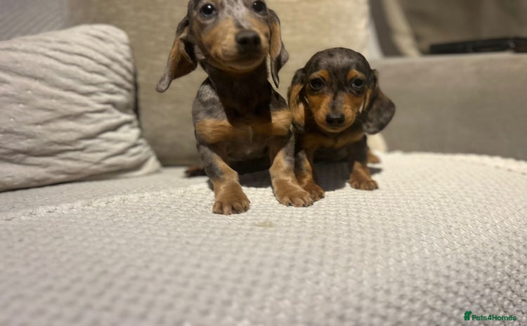 Miniature Dachshund dogs - Advert 2