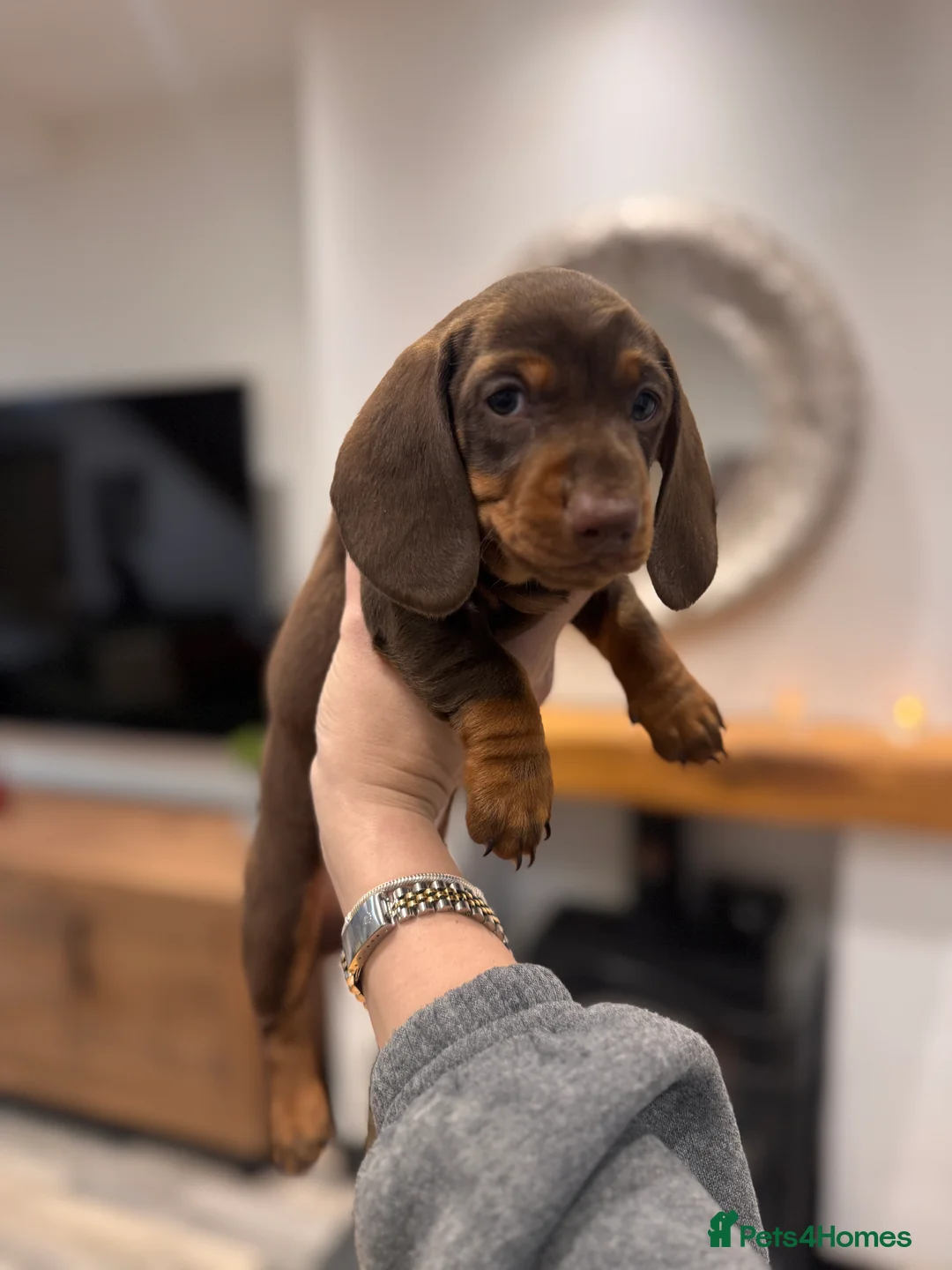 Miniature Dachshund dogs for sale: Miniature dachshund  - Advert 10